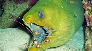 Facts The Green Moray Eel [upl. by Plath696]