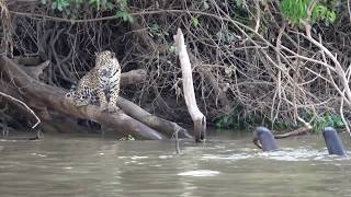 Jaguar Mobbing By Plucky Giant Otters Family  Porto Jofre [upl. by Eugenius588]