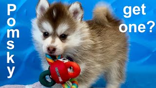 Is a Pomsky the right dog for you Pomsky 101 truth facts and figures [upl. by Hareehat]