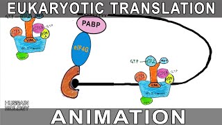 Eukaryotic Translation Animation [upl. by Asquith]