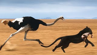 Cheetah Too Fast Mother Ostrich Running At Full Speed Still Cant Save Baby From Hungry Cheetah [upl. by Agbogla]