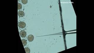 Microinjection of sea star oocytes Patiria miniata [upl. by Heintz]