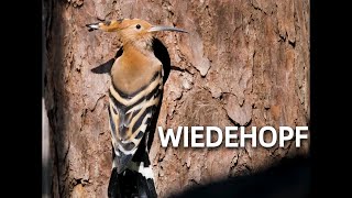 WIEDEHOPF Zwitscherportrait kleinfein  Video Bild Gesang Steckbrief [upl. by Nerfe]