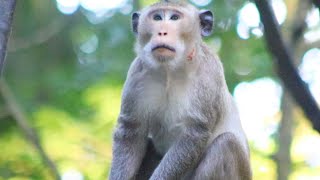 Monkey Brutus Jr Climb To Sit On Tree looking Amber Every where on Nov32024USao1229 Ambers [upl. by Brantley]