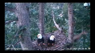 Working on their nest moving around existing sticks Gleneagles West Vancouver [upl. by Ical]