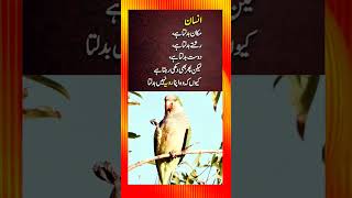 Heart Touching Urdu Quotes435 shorts [upl. by Modestine]