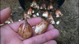 When and How to Collect Freesia Flower Bulbs [upl. by Pia]