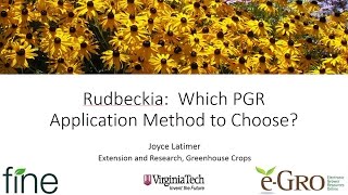 Rudbeckia Which Application Method to Choose [upl. by Esor]