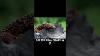 귀머거리 도마뱀Earless monitor lizard [upl. by Kamat225]