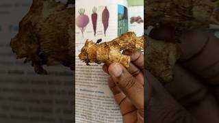 NCERT Rhizome all about ginger [upl. by Sidwel]