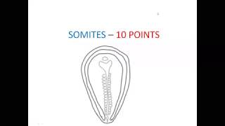 EMBRYOLOGY NOTES  SOMITES10 POINTS [upl. by Irrol979]