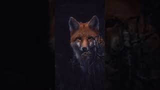 ◇Foxes◇ edit fox viral shorts [upl. by Dedrick]