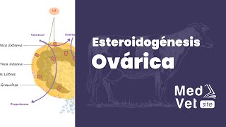 Esteroidogénesis Ovárica [upl. by Iona]