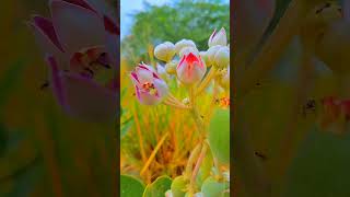 Aao Sunao Pyar Ki Ek Kahani Song  HINDI NEW STATUS video 2024 surveyofworldnature shortsvideo [upl. by Morrie]