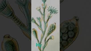 Phylum Cnidaria  shorts classification zoology trending education knowledge power [upl. by Asim]