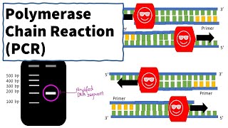 Polymerase Chain Reaction PCR [upl. by Vanni137]