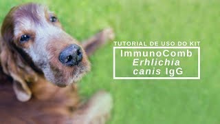 Tutorial de uso do kit ImmunoComb Erhlichia Canis IgG [upl. by Nerreg]