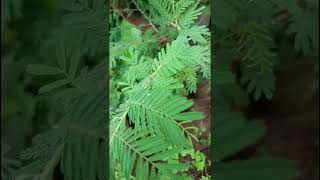 Prosopis cineraria Fabaceae family nature trending flora forest forests [upl. by Recor915]