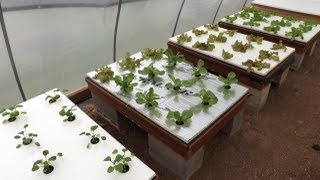 Fall Garden  Hydroponics and Raised Beds [upl. by Llorre]