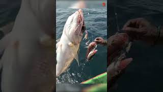 Hand Line Fishing at 300 Feet Deep for Rosy Snapper [upl. by Eachern]