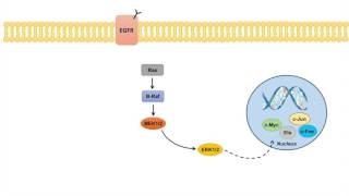 Ras Raf MEK ERK Signaling Pathway  Overview Regulation and Role in Pathology [upl. by Lawson]