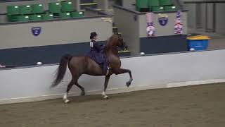 2023 Mass Morgan Horse Show Heidi’s WT Saddle Seat Equitation 11amp Under Qualifier [upl. by Eeneg]