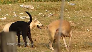 Great RuralDogs Miniature Pinscher Vs Anatolian Shepherd On Field Near Palm House [upl. by Aihcela]