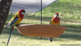 Eastern Rosellas with Crimson Rosellas [upl. by Hanad105]