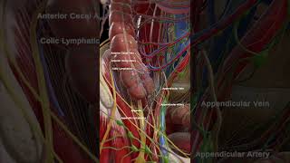 Anatomy of the cecum and appendix anatomy meded 3dmodel [upl. by Seymour]