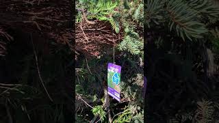 Water your cedars or else landscaper gardening wateringtips cedars redseal planting [upl. by Aiva]