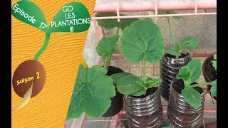 🍉S2  Episode 17  GO LES PLANTATIONS 🍅 [upl. by Eresed417]