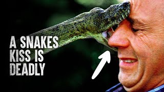 6 Snake Attacks You Wish you Never Saw [upl. by Emerald]