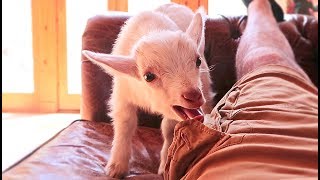 Funny Goats Screaming [upl. by Olegnaid]