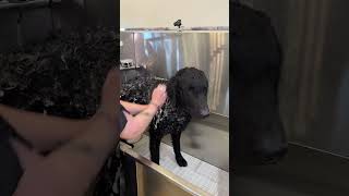 Doggy Daily 354 Junior the Curly Coated Retriever 🐾 curlycoatedretriever doggrooming [upl. by Spiegelman]