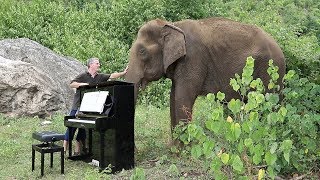 Debussy quotClair de Lunequot on Piano for 80 Year Old Elephant [upl. by Nosdivad]