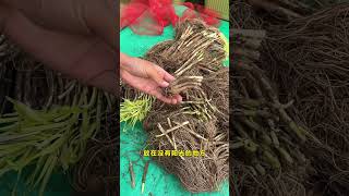 It is very suitable to plant leek roots in autumn leeks gardentips garden plantingtips [upl. by Seraphim]