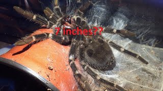 Tarantula Spider Molting Time lapse  Lasiodora Parahybana  Brazilian salmon pink bird eater [upl. by Godderd]