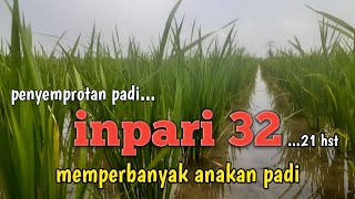 penyemprotan padi inpari 32 usia 21 hstmemperbanyak anakan padi [upl. by Territus]