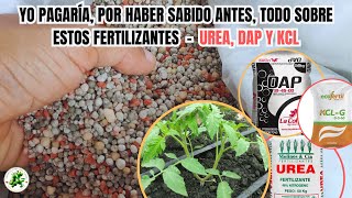 ¿Son realmente MALOS estos Fertilizantes UREA DAP y KCL en Cultivos De Tomates [upl. by Sualkcin128]