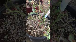 Update on the repotted Zephirine and Garden sun climbing roses [upl. by Chivers]