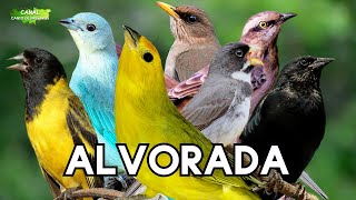 Pássaros Fazendo ALVORADA AO AMANHECER Canto das Aves [upl. by Mcclenon]