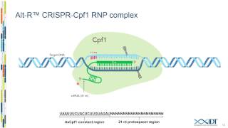 Cpf1based genome editing using ribonucleoprotein complexes [upl. by Cud]