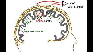 The Essential EEG Concepts you MUST master [upl. by Enomad]