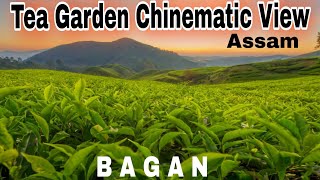 Tea Garden Assam  Bagan Chinematic View   Copyright Free Music   Bijit Kakati Mixture [upl. by Lladnew657]