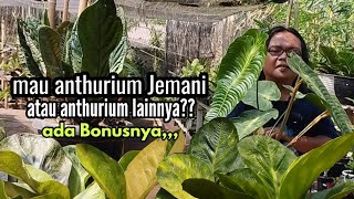 Anthurium JEMANI Dikepung dengan Anthurium SUPERBOM JUMBO amp Anthurium VEITCHIILayak Dikoleksi [upl. by Enom517]