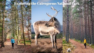 Exploring the Cairngorms National Park  Hiking Cairn Gorm Photographing Reindeer amp Balmoral Castle [upl. by Dillon325]