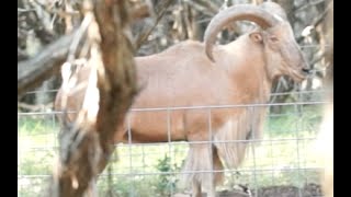 Texas Aoudad Bow Hunt Free Range [upl. by Aoht]