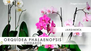 Cuidados de las ORQUÍDEAS phalaenopsis 🌸​ con Jardinatis 🌸​ [upl. by Schwarz581]