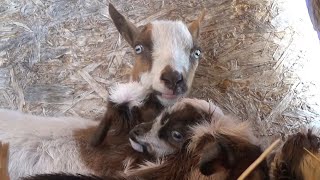 Nigerian Dwarf Goat Full Labor Dreamer [upl. by Anya469]