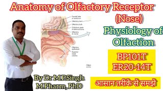 Anatomy of Olfactory Receptor  Physiology of Olfaction  Human Anatomy Physiology  BP101amp ER2014T [upl. by Aryas890]